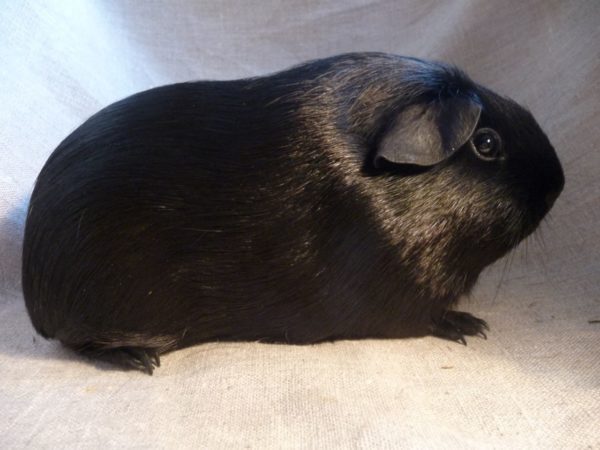 Self breed guinea pig (English) - photo and description