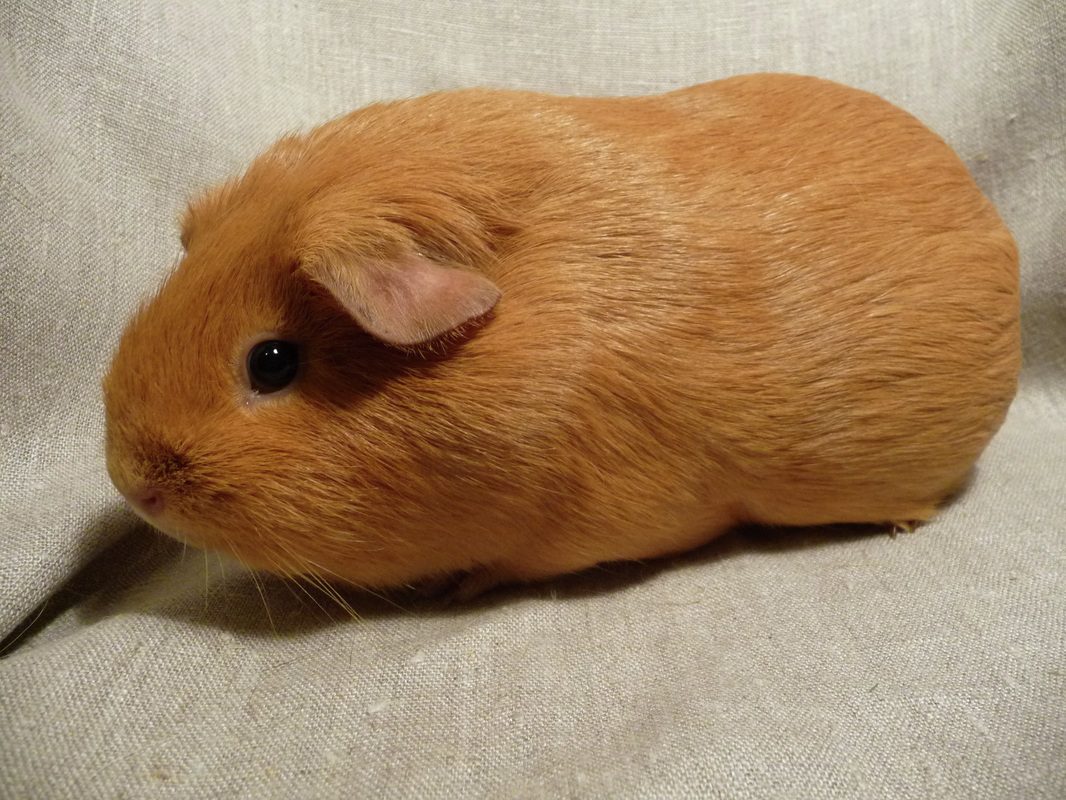 Self breed guinea pig (English) &#8211; photo and description
