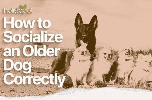 Cunsiglii di Socializazione di Cani Anziani
