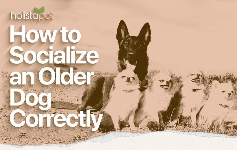 Senior Dog Socialization Tips