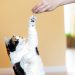 The diet of sterilized cats: food and treats