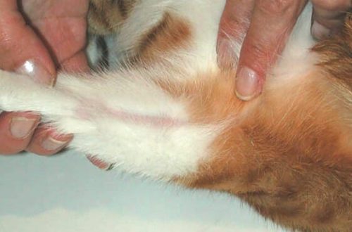 Sensitive skin and dermatitis in cats