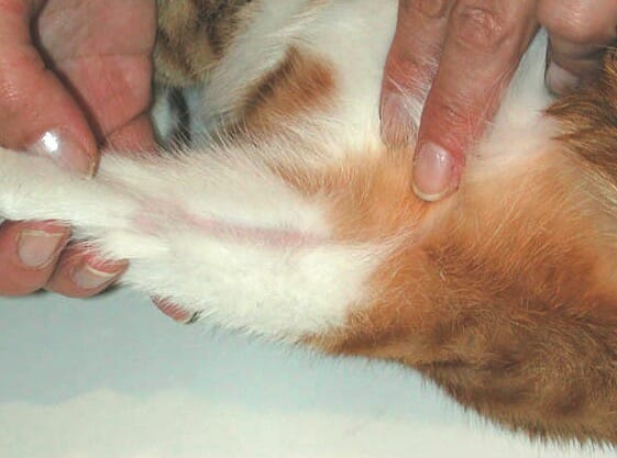 Sensitive skin and dermatitis in cats