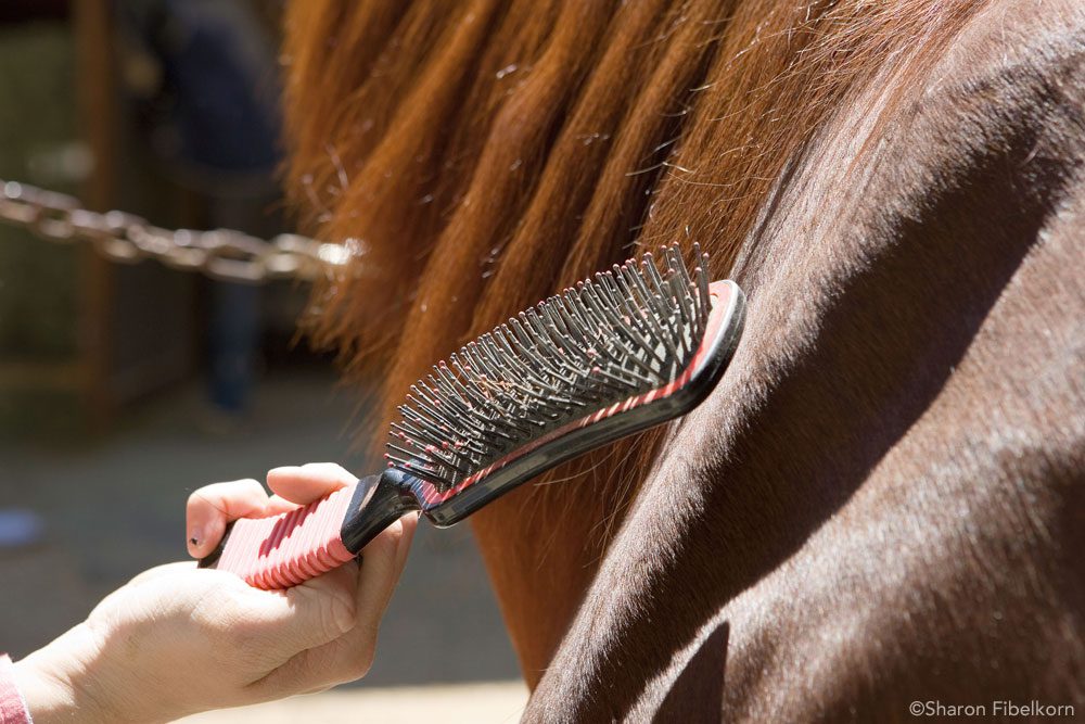 Seven secrets of horse care