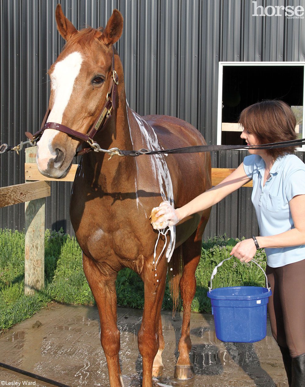 Seven secrets of horse care