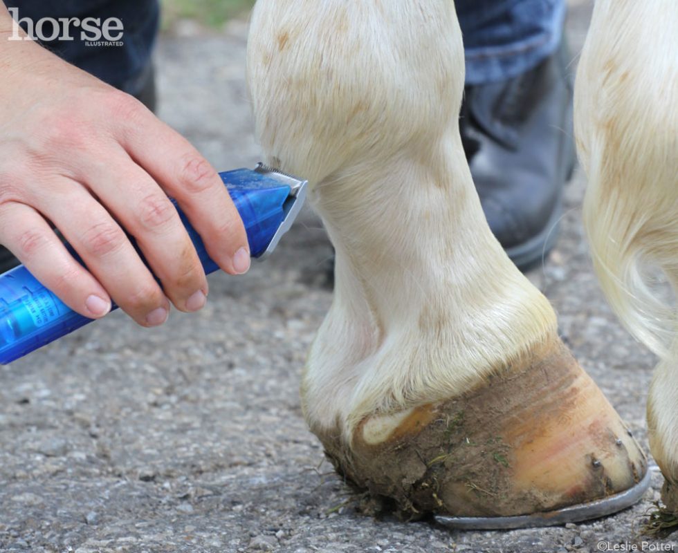 Seven secrets of horse care