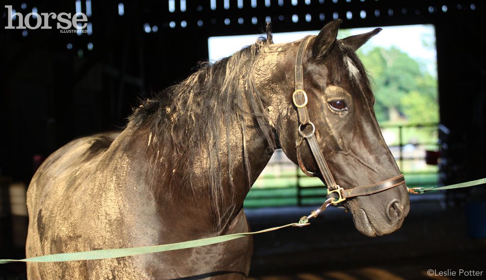 Seven secrets of horse care