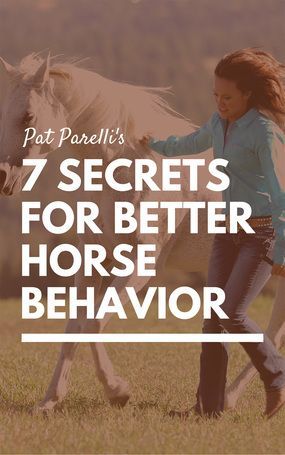 Seven secrets of horse care