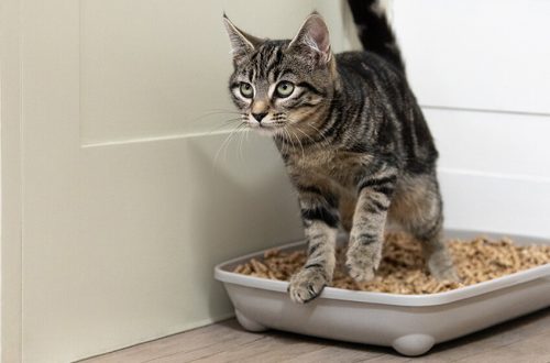 Several ways to tame a kitten and an adult cat to the tray