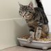 Antibiotics for cats: classification, indications, adverse reactions and recommendations