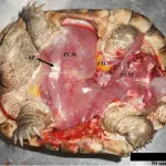 Sex organs in turtles