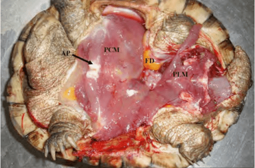 Sex organs in turtles