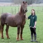 Shayne is the oldest horse in the world