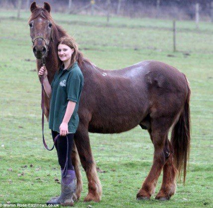 Shayne is the oldest horse in the world