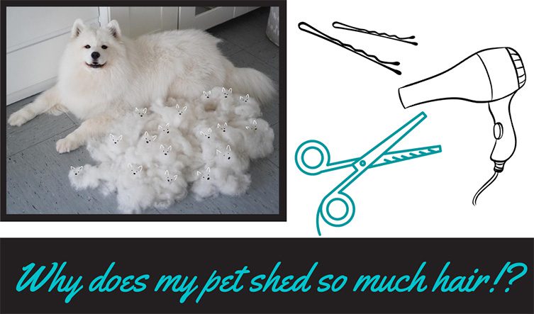 Shedding in dogs and cats