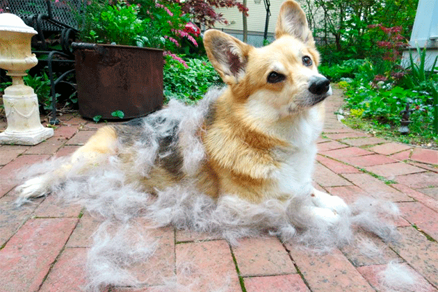 Shedding in dogs and cats