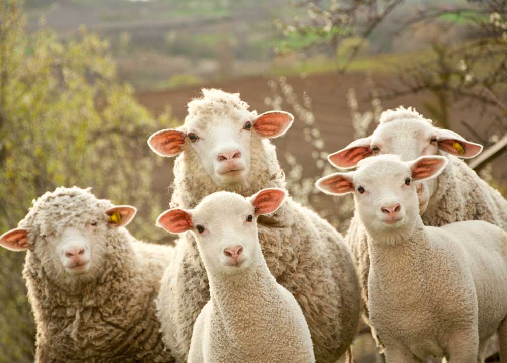 Sheep farming is a way to make good money