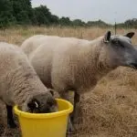 Sheep farming is a way to make good money