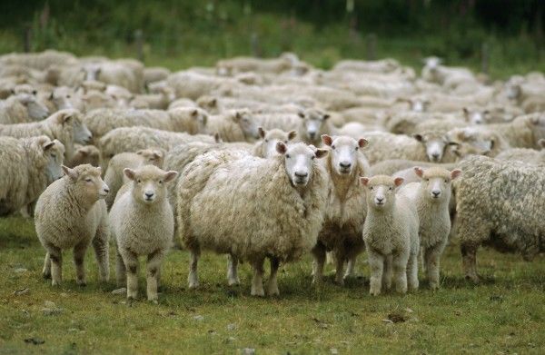 Sheep farming is a way to make good money