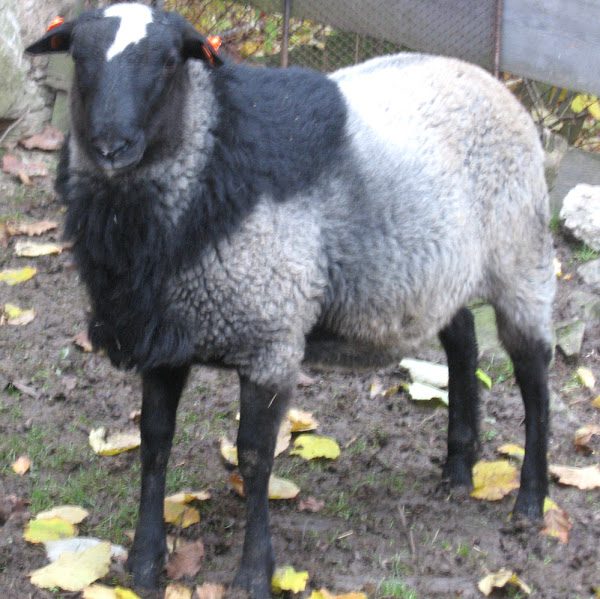 Sheep of the Romanov breed: history of appearance, advantages, disadvantages, breeding and feeding