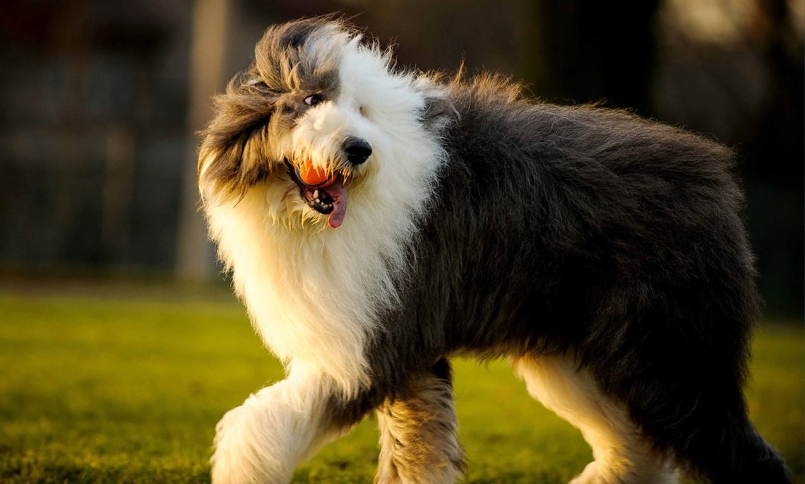 Sheepdogs: breed varieties and their characteristics