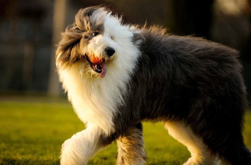 Sheepdogs: breed varieties and their characteristics
