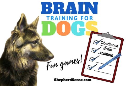 Shepherd dog games: how to have fun at home