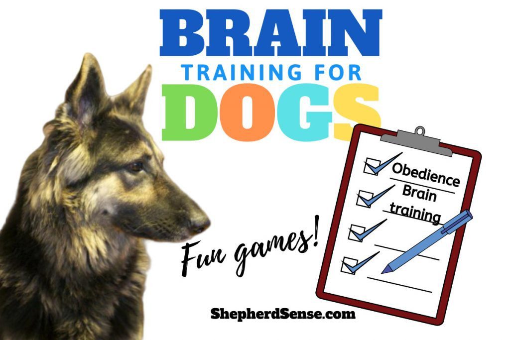 Shepherd dog games: how to have fun at home