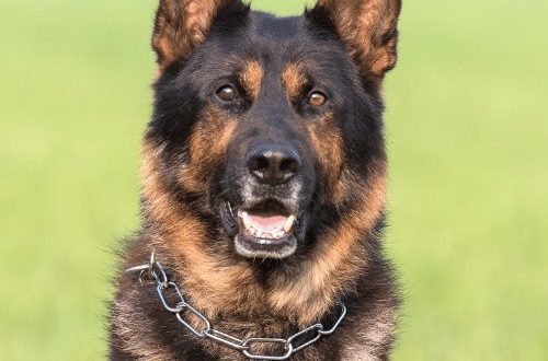 Shepherd dogs: breeds and features
