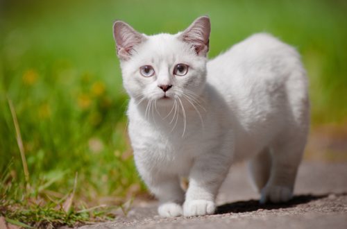 Short-legged cats: Munchkin and more