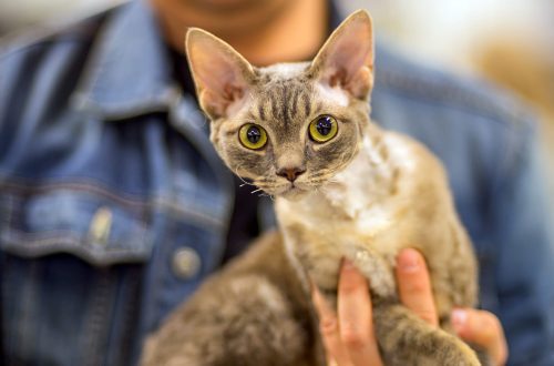 Shorthair cat breeds: features and care