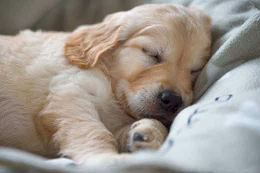 Should I be concerned if my dog ​​is constantly twitching in his sleep?