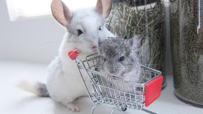 Should I get a chinchilla: the pros and cons of a pet in an apartment
