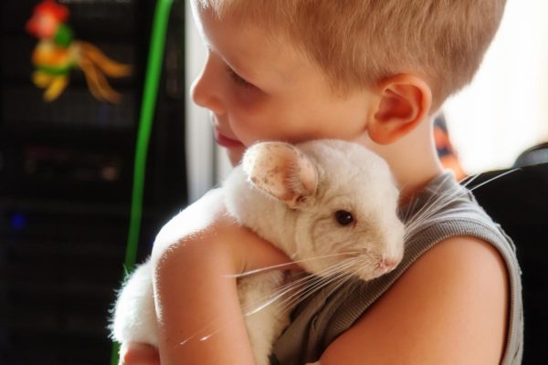 Should I get a chinchilla: the pros and cons of a pet in an apartment