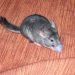 Antibiotics and preparations for domestic rats: use and dosage