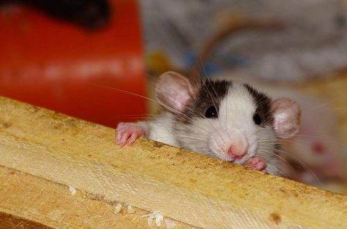 Should I get a domestic rat: the pros and cons of a decorative pet