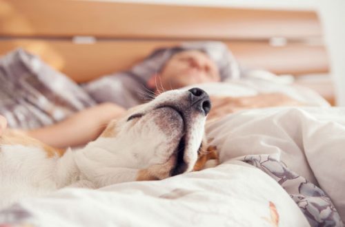 Should you let your dog sleep in your bed?