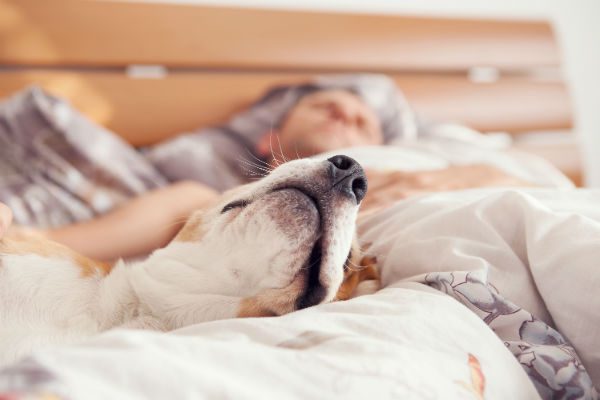 Should you let your dog sleep in your bed?