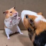 Showcases for hamsters and guinea pigs
