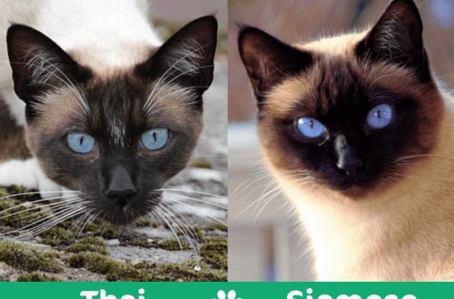 Siamese and Thai cats: how do they differ