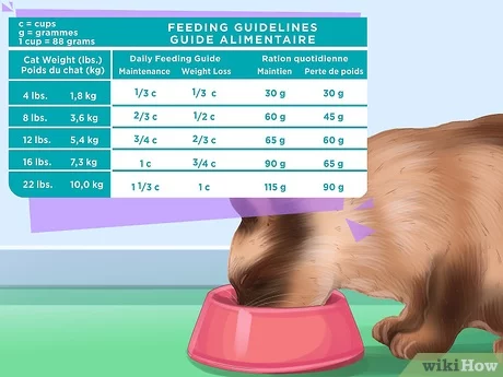 Siamese cat health and nutrition: what to look for and what to feed