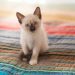 Siberian kittens: choice and care
