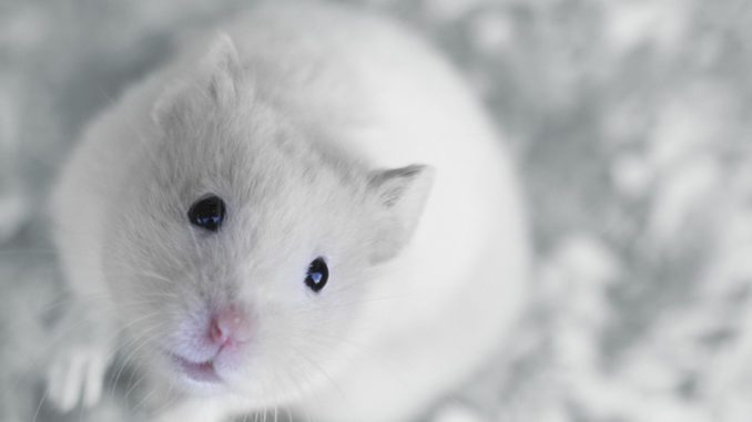 Siberian hamster: description of the breed, care and maintenance at home