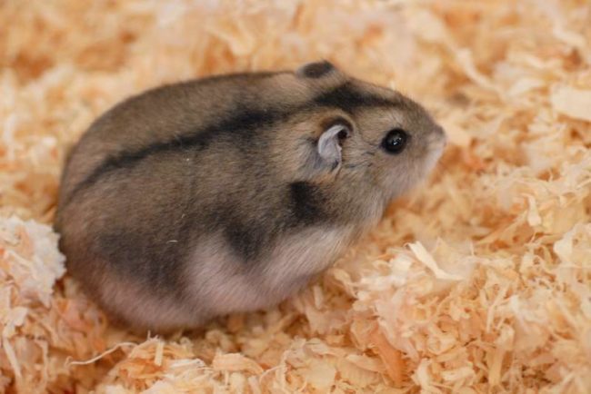 Siberian hamster: description of the breed, care and maintenance at home