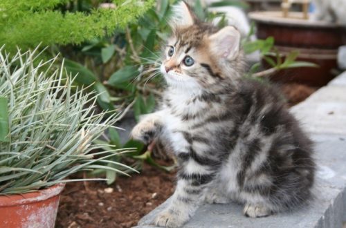 Siberi kassipojad: valik ja hooldus