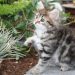 Siamese kitten care