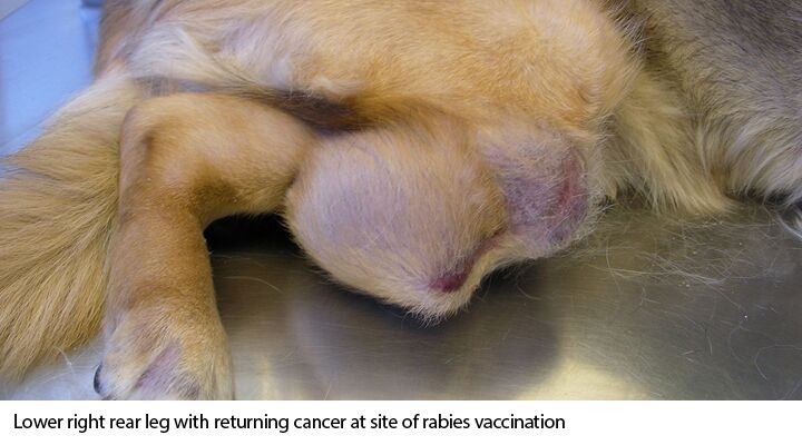 Side effects of dog rabies vaccination
