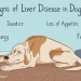 Facts About Kidney Disease in Dogs