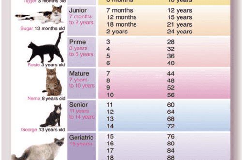 Signs of aging in a cat and problems associated with age