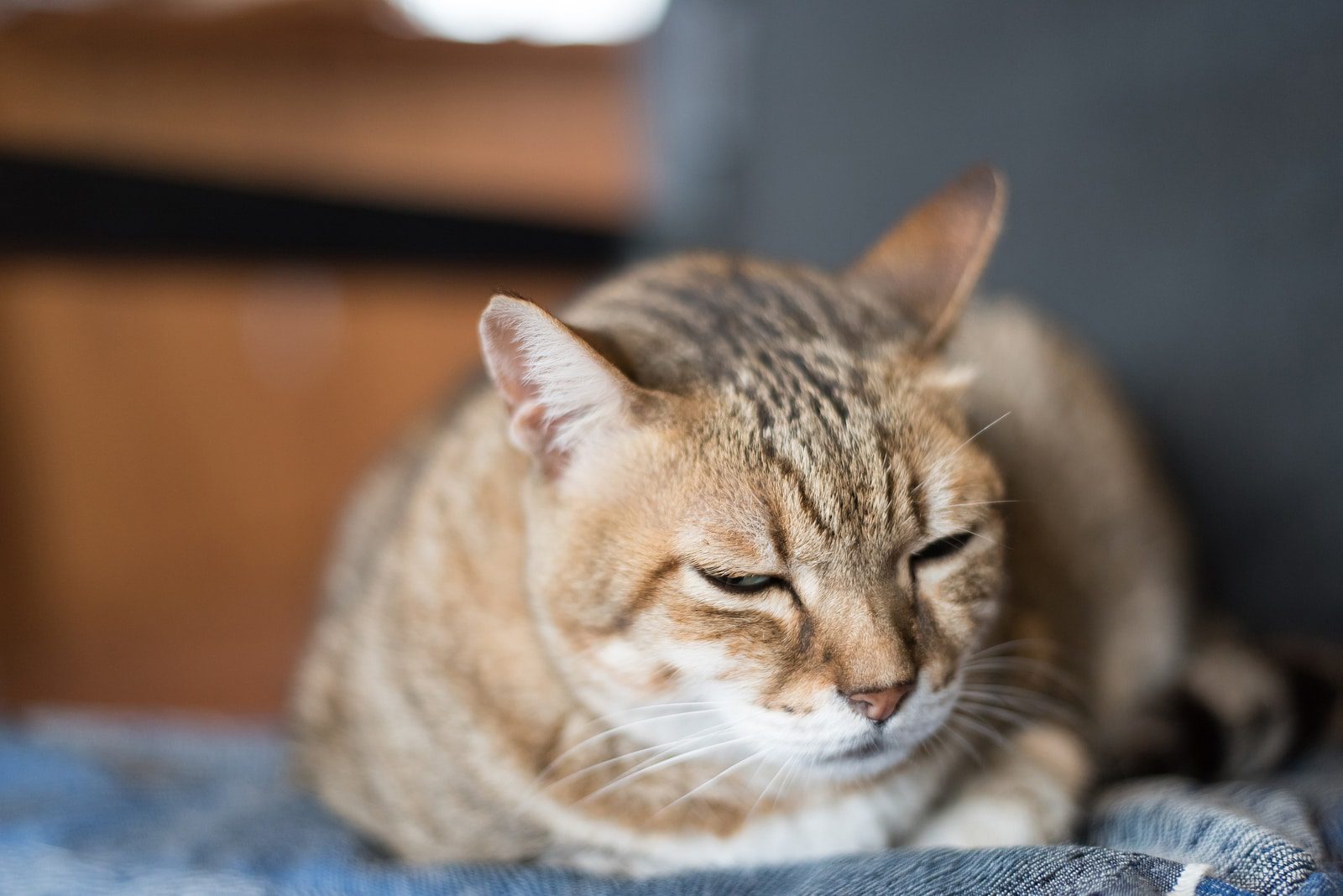 Signs of aging in a cat and problems associated with age